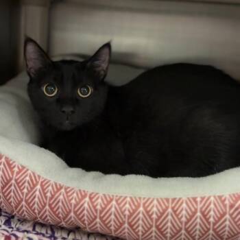 Domestic Short Hair Cats Available for Adoption - Magic | PetCurious