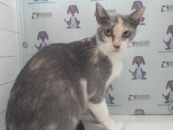 KATNISS -  Domestic Short Hair Cat for Adoption in Orlando, Florida - KATNISS | PetCurious