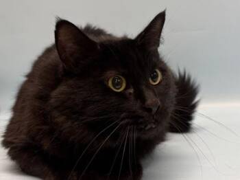 Batman -  Domestic Long Hair and Domestic Short Hair Cat for Adoption in Golden Valley, Minnesota - Batman | PetCurious
