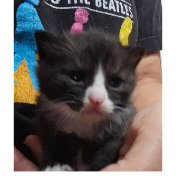 Rescue Domestic Short Hair Cats for Adoption in Westport, Connecticut - Peanut Iranistan Kitten | PetCurious