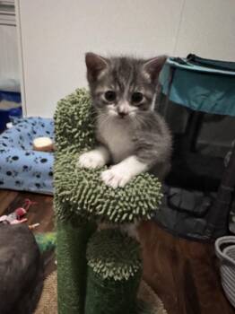 Lenny -  Domestic Short Hair Cat Available for Adoption in Ferndale, Michigan - Lenny | PetCurious