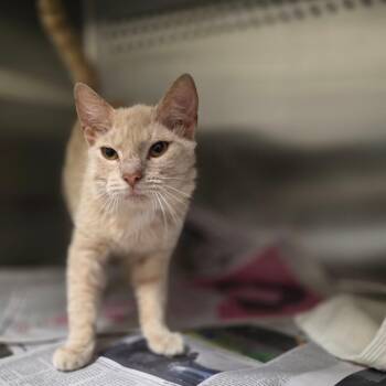 Oleander -  Domestic Short Hair Cat Available for Adoption in Chatham, Virginia - Oleander | PetCurious
