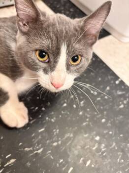 Tuxedo Cats Available for Adoption in Vacaville, California - Han Solo ( EE) | PetCurious