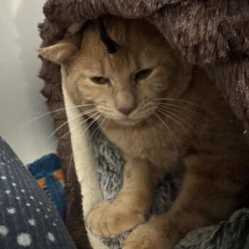 Domestic Short Hair Cats Available for Adoption in Peoria, Illinois - Skeeter | PetCurious