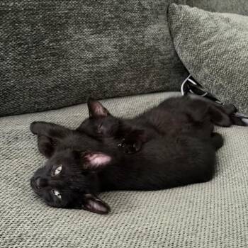 Nicor -  Domestic Short Hair Cat for Adoption in Chicago, Illinois - Nicor | PetCurious