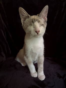 Rescue Siamese and Domestic Short Hair Cats for Adoption in Nashville, Tennessee - Zachary | PetCurious