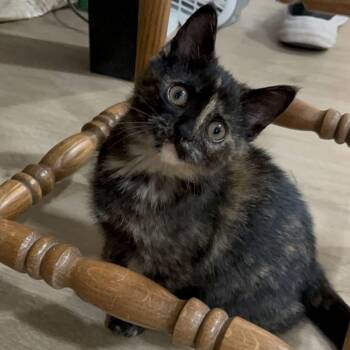 Lucia -  Domestic Short Hair Cat for Adoption in Delta, Ohio - Lucia | PetCurious