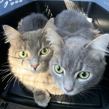 Meet Chicken & Noodle - The Ultimate Purrfect Pair -  Domestic Medium Hair Cat for Adoption - Meet Chicken & Noodle - The Ultimate Purrfect Pair | PetCurious