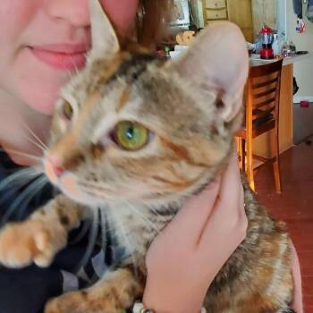 Rescue Extra Toes Cat Hemingway Polydactyl Cats for Adoption in Union, Missouri - Thumbalina | PetCurious