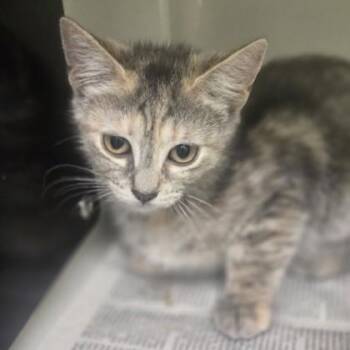 Molly -  Domestic Short Hair Cat for Adoption in Phoenixville, Pennsylvania - Molly | PetCurious