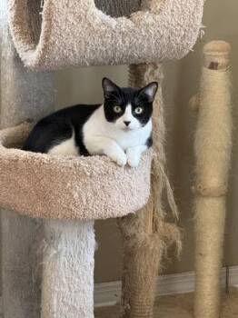 Chip -  Domestic Short Hair Cat Available for Adoption in River Ridge, Louisiana - Chip | PetCurious