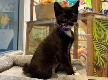 ASTRID -  Domestic Short Hair Cat for Adoption in Santa Clara, California - ASTRID | PetCurious