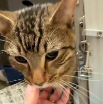 Crunch -  Domestic Short Hair Cat for Adoption in Mason City, Iowa - Crunch | PetCurious