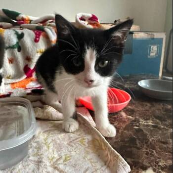 Lasagna -  Domestic Short Hair Cat for Adoption in Dearborn, Michigan - Lasagna | PetCurious