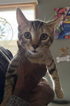 Ralph -  Domestic Short Hair Cat for Adoption in Deming, New Mexico - Ralph | PetCurious