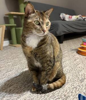 Tabby and Calico Cats Available for Adoption in Greenville, Delaware - Janika (FCID# 04/02/2026 - 37) | PetCurious