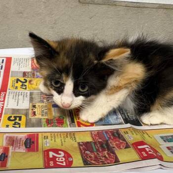 Spring -  Domestic Short Hair Cat for Adoption in Yuma, Arizona - Spring | PetCurious
