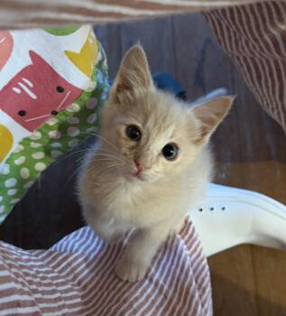 Tabby Cats Available for Adoption in Austin, Texas - Teacup | PetCurious