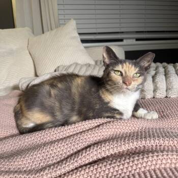 Aethel -  Domestic Short Hair Cat for Adoption in Rossville, Georgia - Aethel | PetCurious