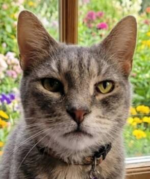 Sensei -  Domestic Short Hair Cat for Adoption in Lansdowne, Pennsylvania - Sensei | PetCurious