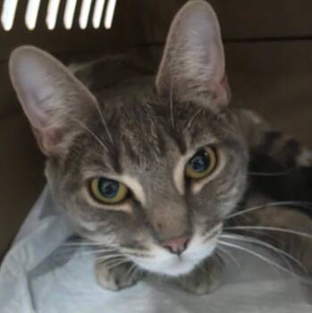 Cookie Dough -  Domestic Short Hair Cat for Adoption in Trenton, New Jersey - Cookie Dough | PetCurious