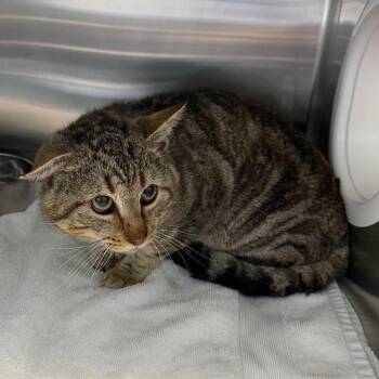 Domestic Short Hair Cats Available for Adoption - Smokey Joe | PetCurious