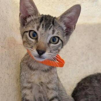 Speedrun -  Domestic Short Hair Cat for Adoption in Austin, Texas - Speedrun | PetCurious