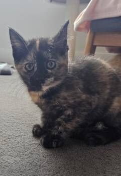 Guinevere -  Domestic Short Hair Cat for Adoption in Ogden, Utah - Guinevere | PetCurious