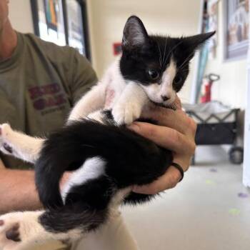 Domestic Short Hair Cats Available for Adoption in Wilmington, Delaware - Thin Mint | PetCurious