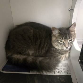 Tom -  Domestic Short Hair Cat for Adoption in Phoenixville, Pennsylvania - Tom | PetCurious