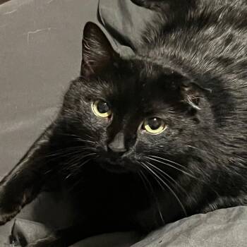 Rescue Domestic Short Hair Cats for Adoption in Plymouth, Minnesota - Stella | PetCurious