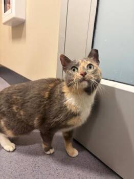 Domestic Short Hair Cats Available for Adoption - Maya | PetCurious