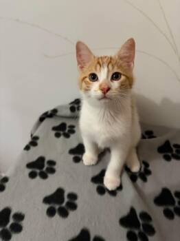 Pierce -  Domestic Short Hair Cat Available for Adoption in Ridgetown, Ontario - Pierce | PetCurious