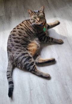 Tito -  Domestic Short Hair Cat for Adoption in Herndon, Virginia - Tito | PetCurious