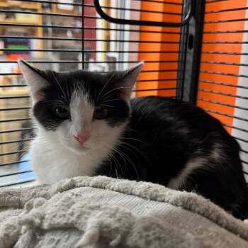 Domestic Short Hair Cats Available for Adoption - NESSAROSE | PetCurious
