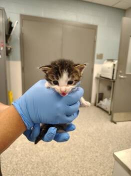 Rescue Domestic Short Hair Cats for Adoption in Gastonia, North Carolina - 59385685 | PetCurious