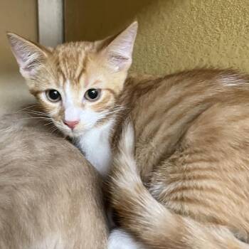 Brisket 54046 -  Domestic Medium Hair Cat for Adoption in Las Vegas, Nevada - Brisket 54046 | PetCurious