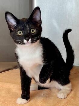 Pluto -  Domestic Short Hair Cat for Adoption in Jamestown, California - Pluto | PetCurious