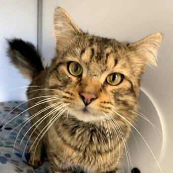 Domestic Long Hair Cats Available for Adoption - Falcon | PetCurious