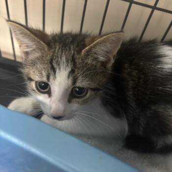 Domestic Short Hair Cats Available for Adoption in Lakeland, Florida - Murphy | PetCurious