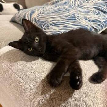 Bailey -  Maine Coon and Domestic Medium Hair Cat for Adoption in Carmel, Indiana - Bailey | PetCurious
