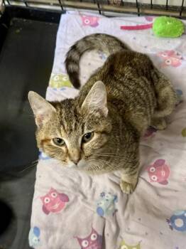 Rescue Tabby Cats for Adoption in Scottsburg, Indiana - WILLOW | PetCurious
