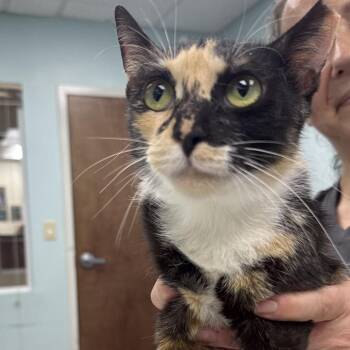 Flow -  Domestic Short Hair Cat for Adoption in Buffalo, New York - Flow | PetCurious