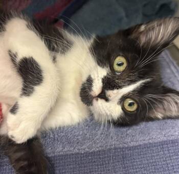 Trinity -  Domestic Medium Hair Cat for Adoption in Oakland, California - Trinity | PetCurious