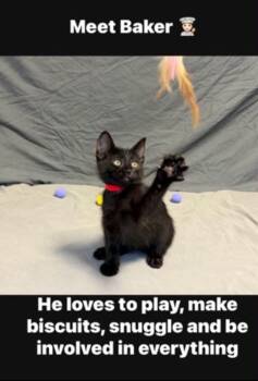 Baker -  Bombay and Domestic Short Hair Cat for Adoption in Wyandotte, Michigan - Baker | PetCurious