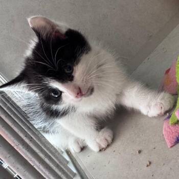 Colby Jack @ Azalea PetSmart -  Domestic Medium Hair Cat for Adoption in Summerville, South Carolina - Colby Jack @ Azalea PetSmart | PetCurious
