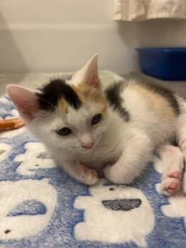 Pixie -  Domestic Short Hair Cat for Adoption in New York, New York - Pixie | PetCurious