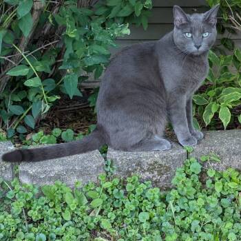 Rescue Domestic Short Hair Cats for Adoption in Downers Grove, Illinois - Shadow | PetCurious