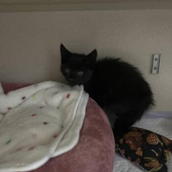Noodle 2 -  Domestic Short Hair Cat for Adoption - Noodle 2 | PetCurious