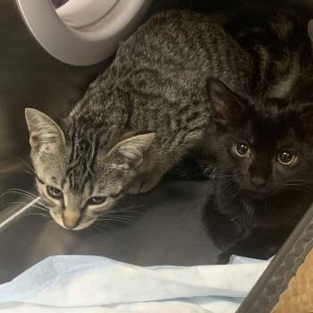 Tilly -  Domestic Short Hair Cat for Adoption in West Palm Beach, Florida - Tilly | PetCurious